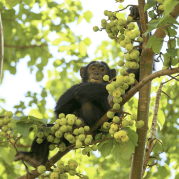 Daily Dive # 094 | Studying Territorial Behaviour in Chimpanzees